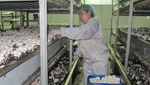 雙孢蘑菇工廠化生產技術